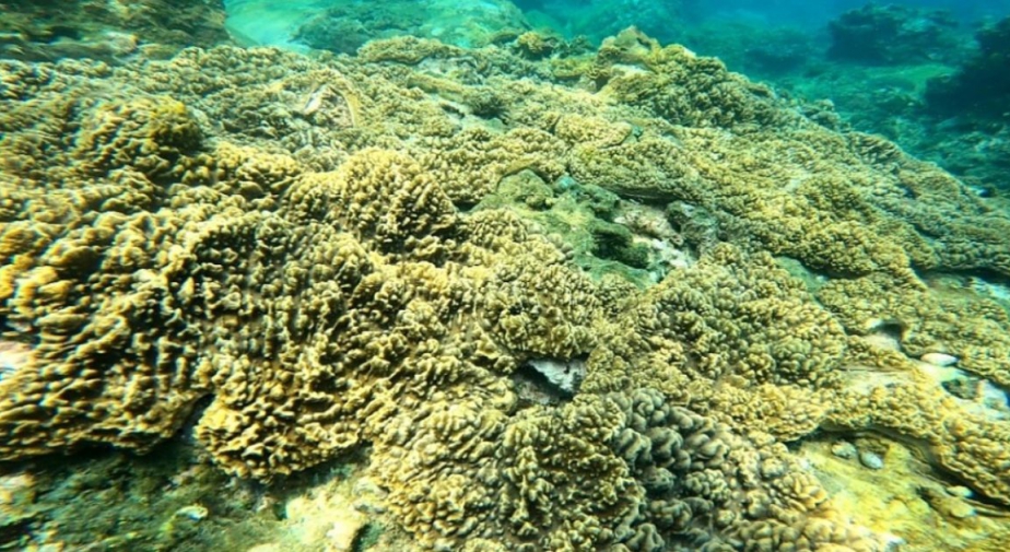 Phục hồi 4 ha rạn san hô ở vịnh Quy Nhơn